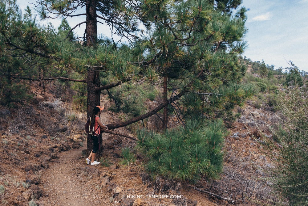 Hiker on rocky Canary pine path near Vilaflor