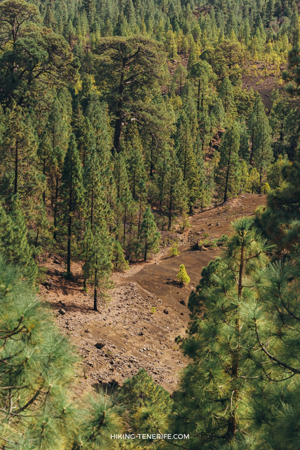 Canary pine forest and volcanic ground on Lunar Landscape hike