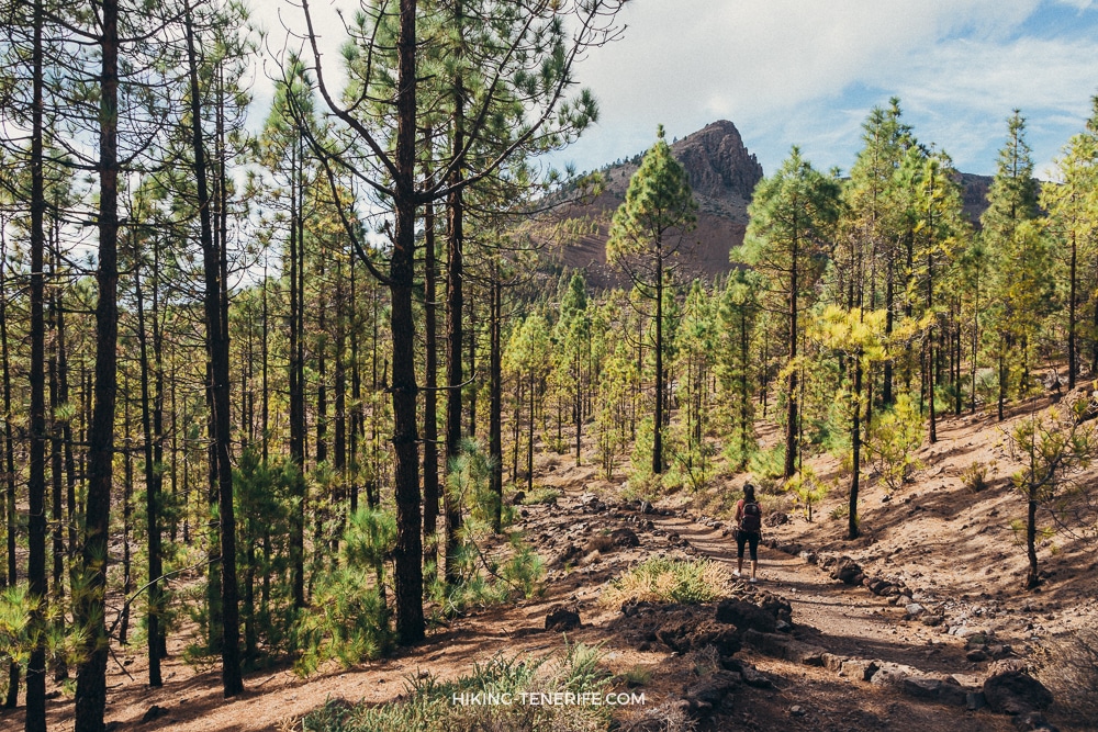 Hiker walking toward volcanic ridge through Canary pine forest near Vilaflor