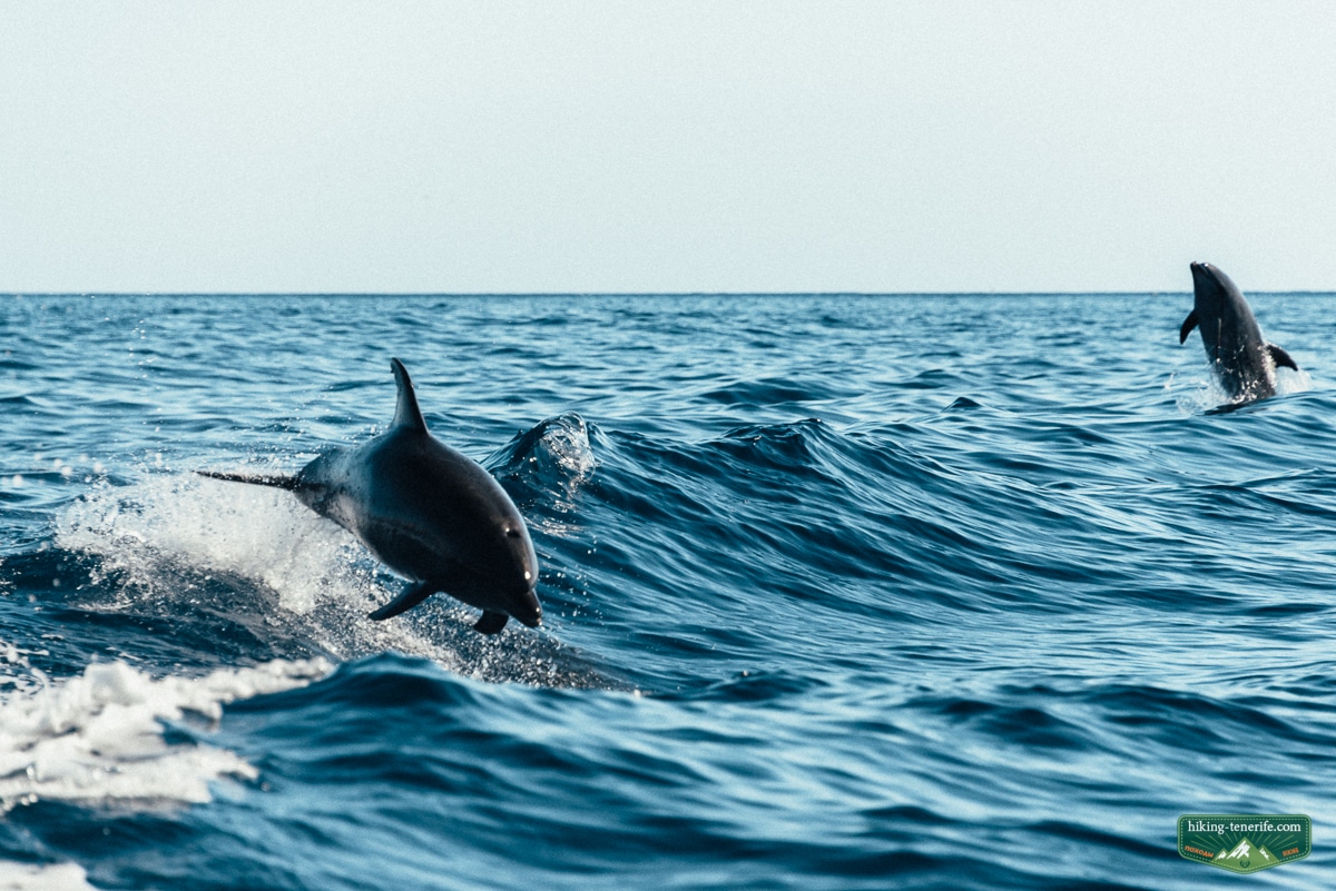 Pilot whales and sea route in south-west Tenerife