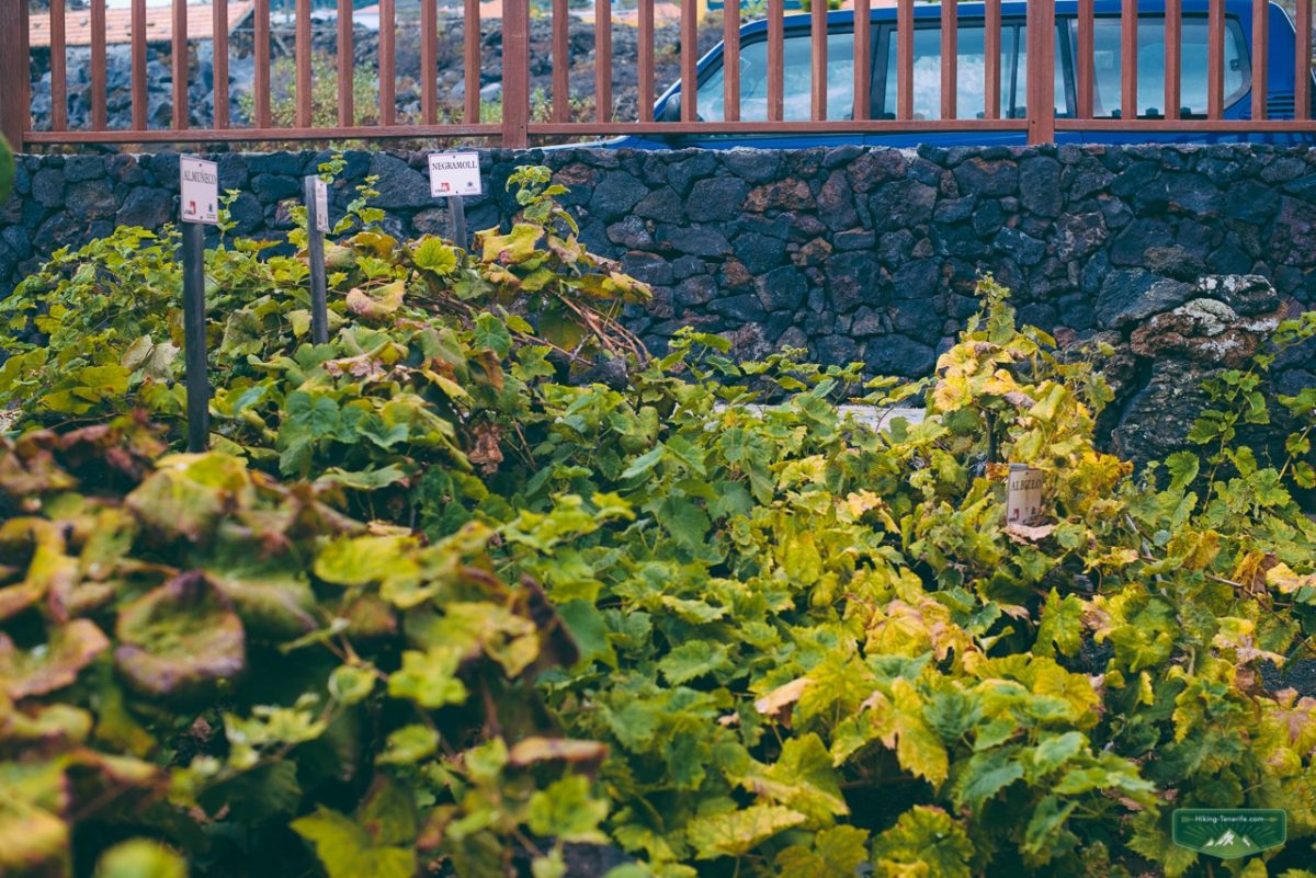 Grape vines in the rural south of Tenerife