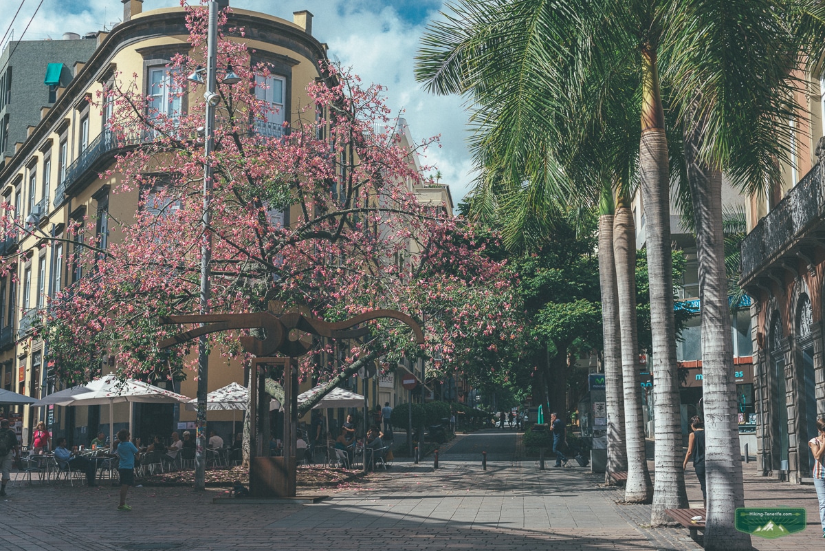 Historic street and cafés in La Laguna, Tenerife