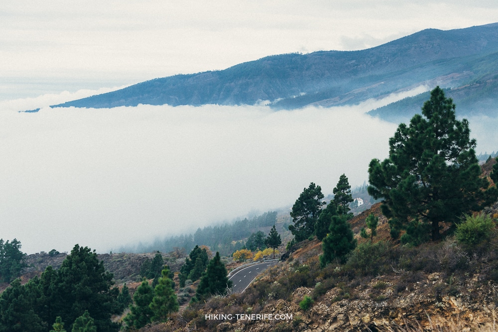 Cloudy road through pines towards Teide from the Orotava Valley