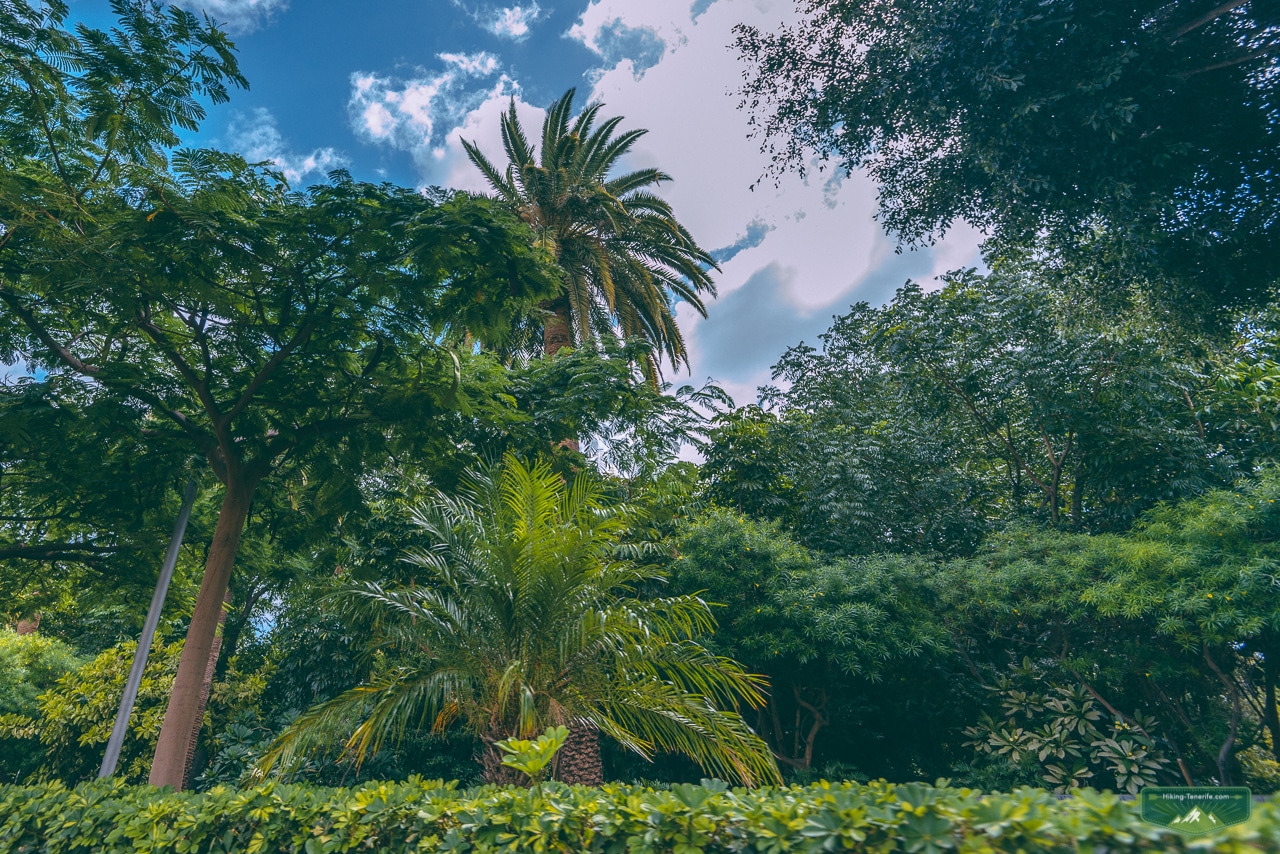 второй ботанический сад испании в Ла Оротаве