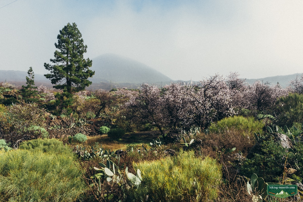 Almond trees flowering among volcanic terraces above Los Gigantes