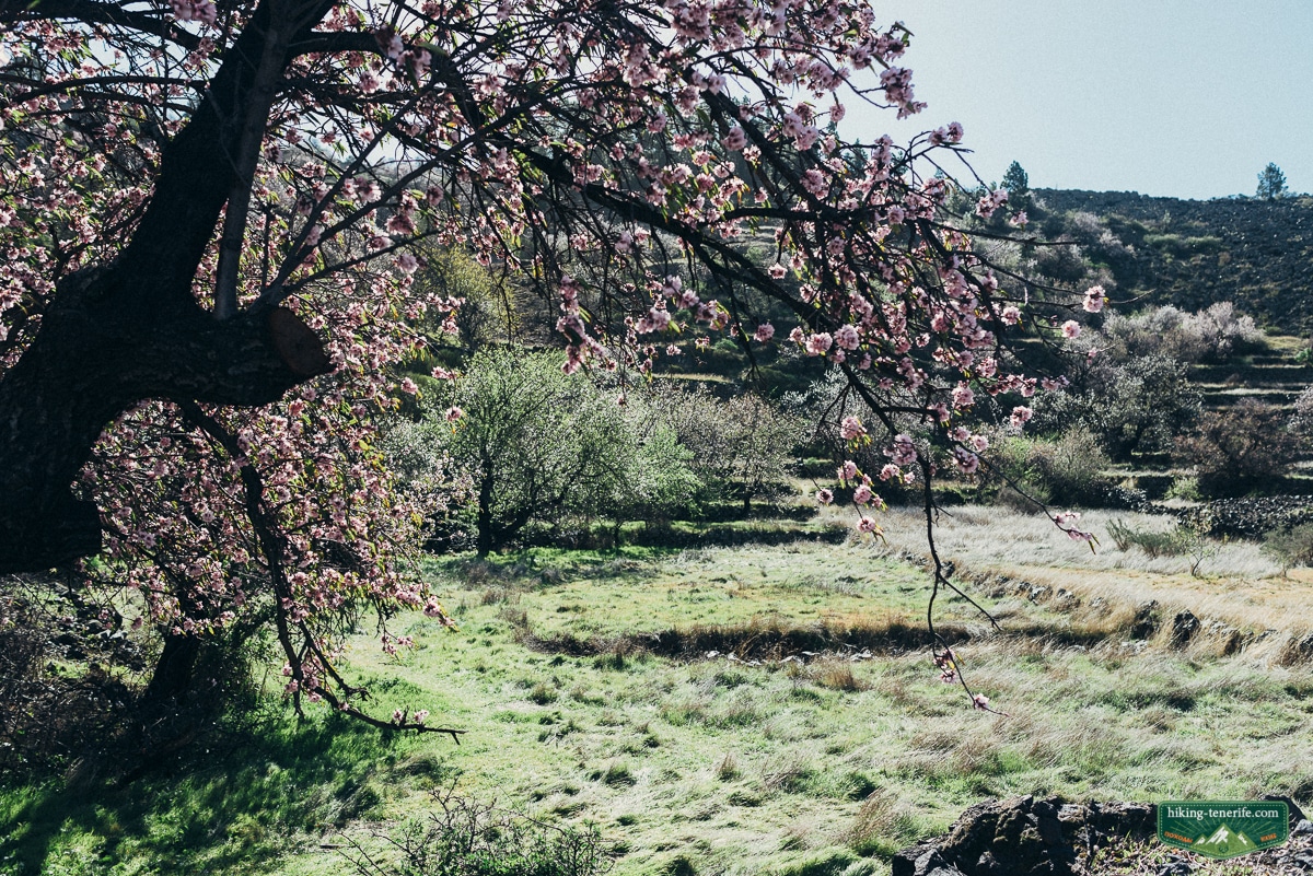 Pink almond tree over terraced volcanic fields near Santiago del Teide