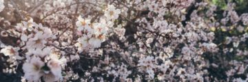 6 пешеходных маршрутов для весны весна на Тенерифе