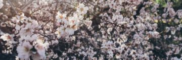 Какая погода на Тенерифе в марте, апреле и мае? миндаль цветет на тенерифе весной