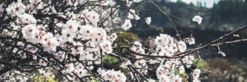 Цветущий миндаль: зима на Тенерифе Цветущий миндаль: зима на Тенерифе