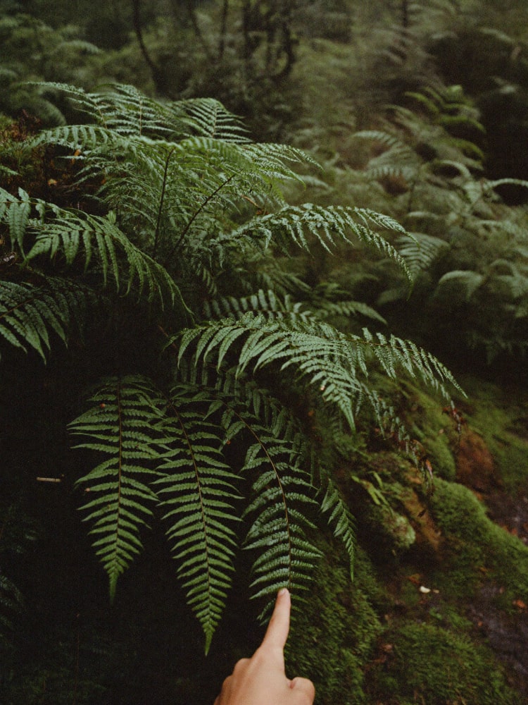 A hand reaching toward green fern fronds