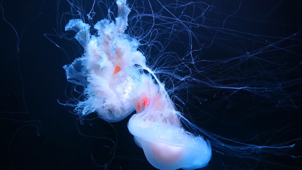 медузы Тенерифе