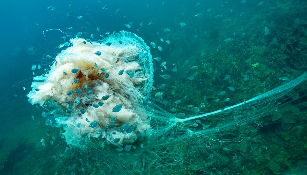 медузы Тенерифе